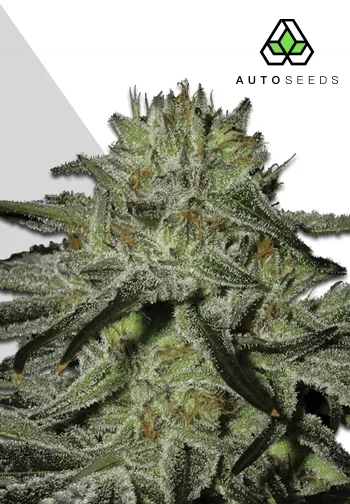 Kush Doctor van Auto Seeds