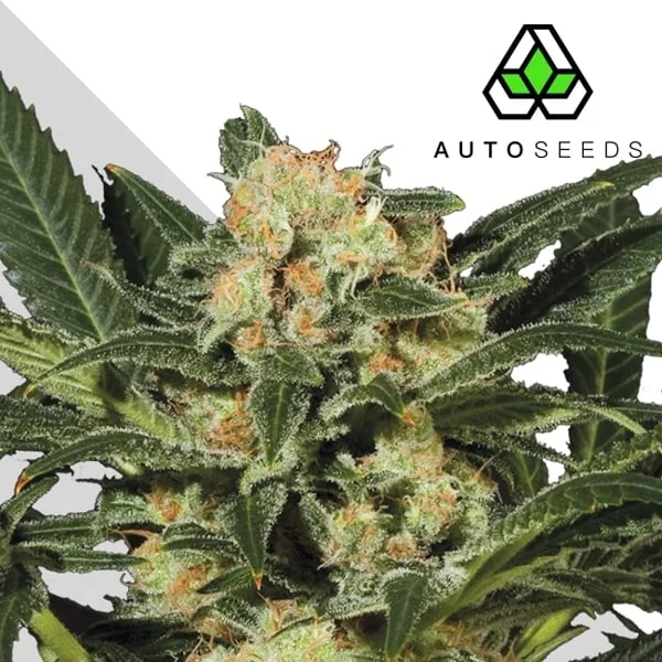 Candy Kush van Auto Seeds