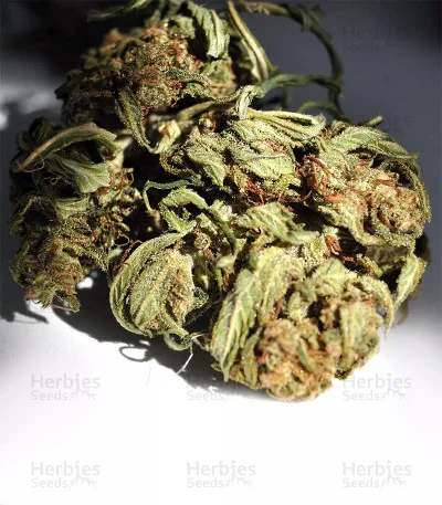 Northern Lights van Auto Seeds