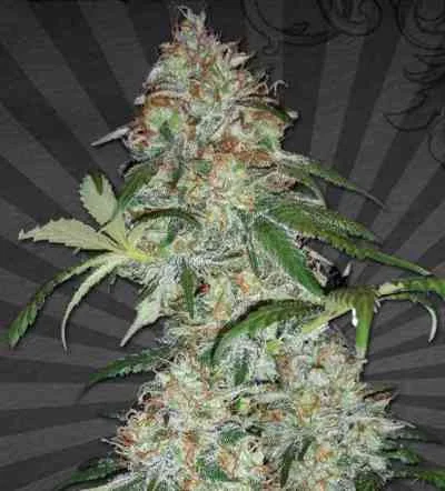 Sucker Punch van Auto Seeds