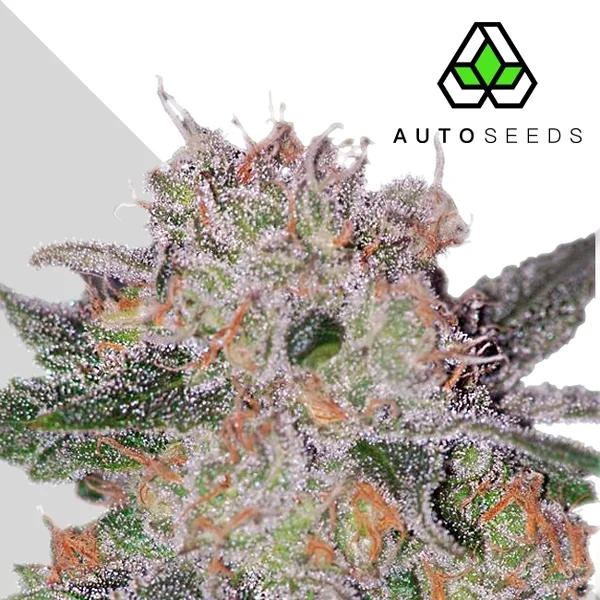 Trans Siberian van Auto Seeds