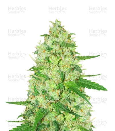 Diesel Berry van Auto Seeds