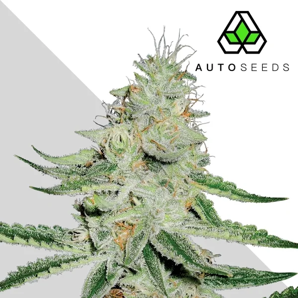 Dreamberry van Auto Seeds