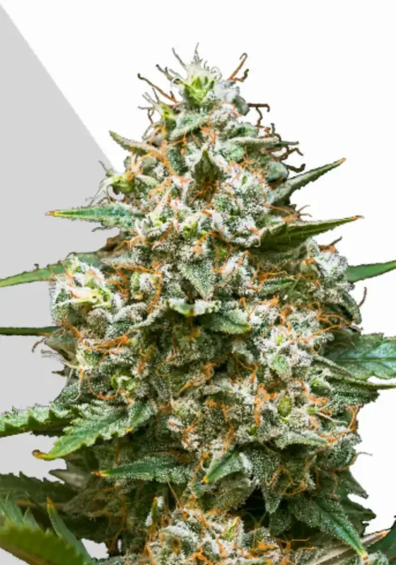 Maui Wowie van Auto Seeds