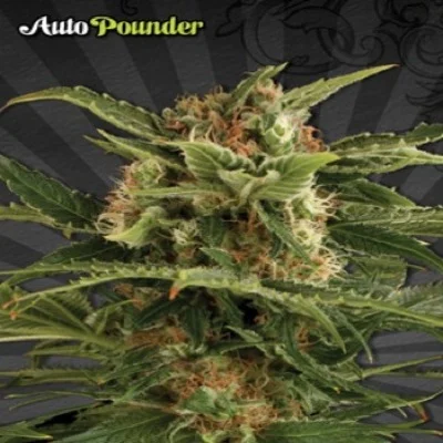 Pounder van Auto Seeds