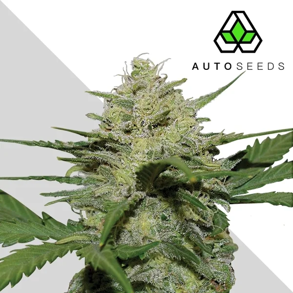 Girl Scout Cookies van Auto Seeds
