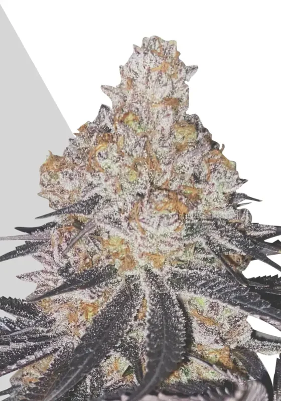 Permanent Marker van Auto Seeds