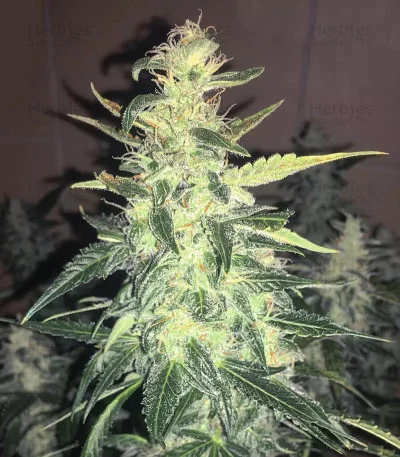 Northern Lights van Auto Seeds