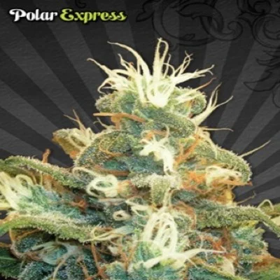 Polar Express van Auto Seeds