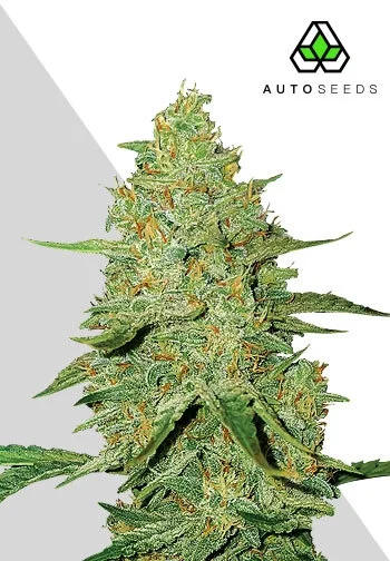 Acapulco Gold van Auto Seeds