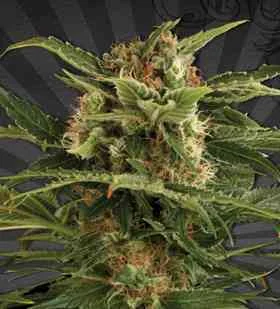 Pounder van Auto Seeds