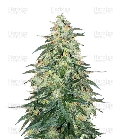 Sweet CBD van Auto Seeds