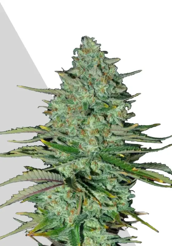 Apple Fritters van Auto Seeds