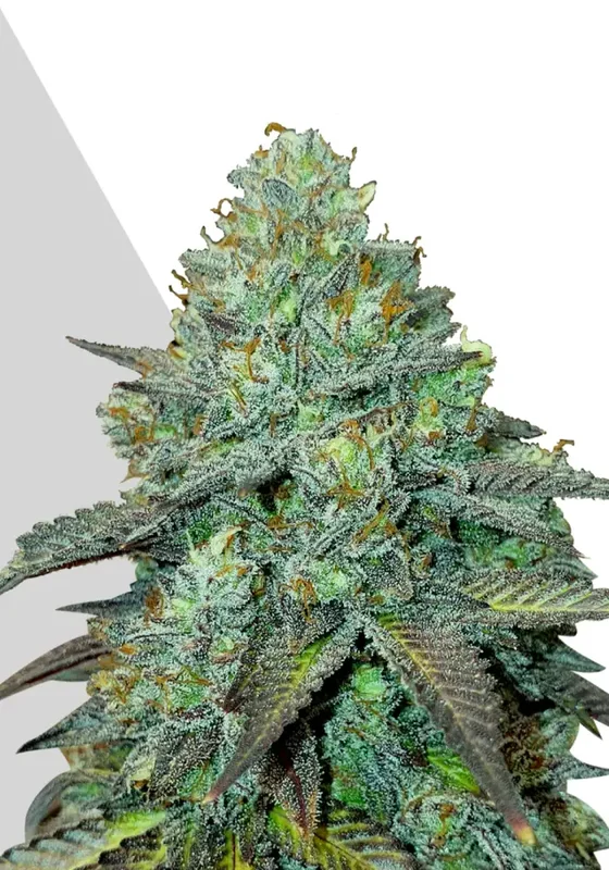 Gelato van Auto Seeds