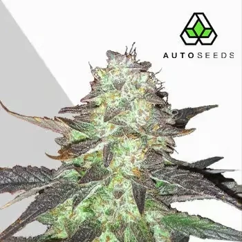 Ghost Train Haze van Auto Seeds
