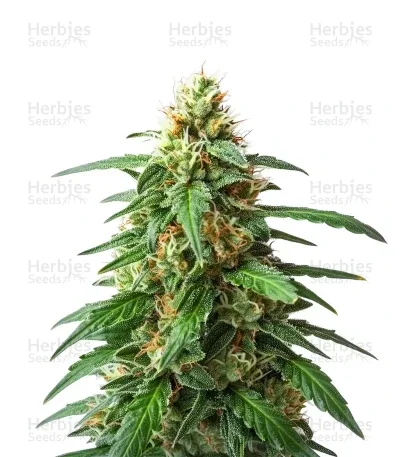 #1 van Auto Seeds