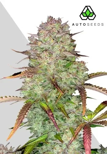 Blue Dream van Auto Seeds