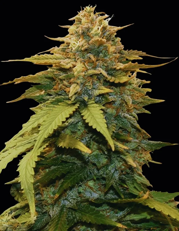Gold Leaf van Auto Seeds