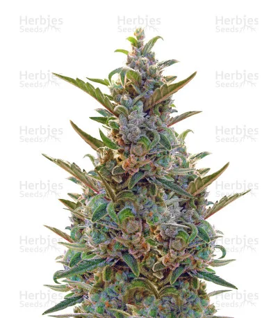 Berry Ryder van Auto Seeds
