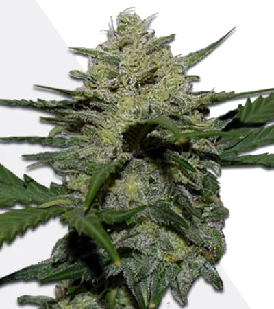 Girl Scout Cookies van Auto Seeds