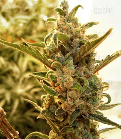 Berry Ryder van Auto Seeds