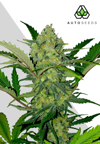 Ultra Lemon Haze van Auto Seeds