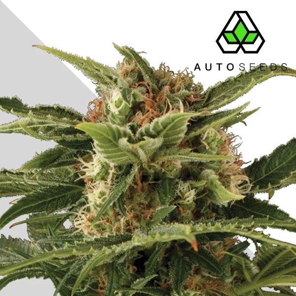 Pounder van Auto Seeds