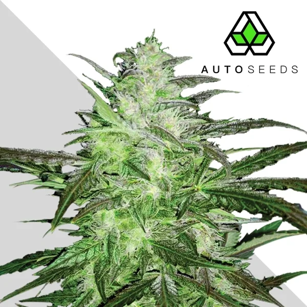 Chemdog van Auto Seeds