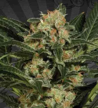 Candy Kush van Auto Seeds