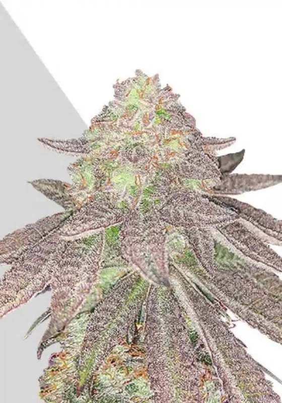Rainbow Glue van Auto Seeds