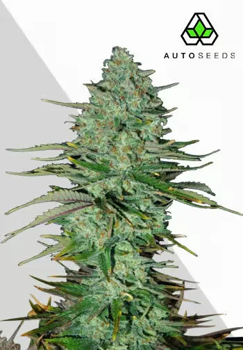 Apple Fritters van Auto Seeds
