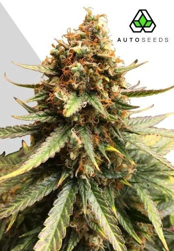 Juicy Lucy van Auto Seeds