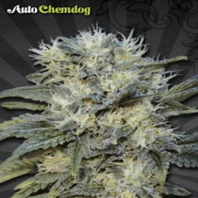 Chemdawg van Auto Seeds