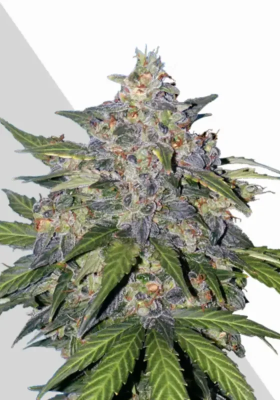 Blueberry van Auto Seeds