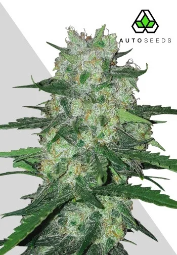 AK47 van Auto Seeds