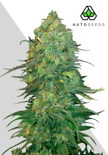 Durban Poison van Auto Seeds