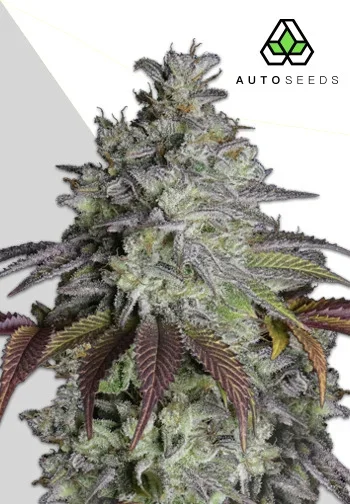 Do Si Dos van Auto Seeds