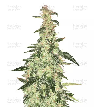 Northern Lights van Auto Seeds