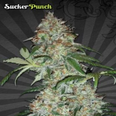 Sucker Punch van Auto Seeds