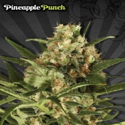 Pineapple Express van Auto Seeds