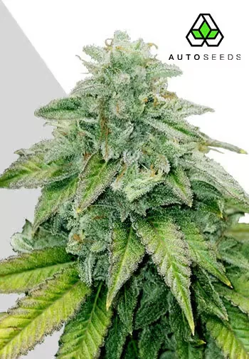 Bruce Banner van Auto Seeds