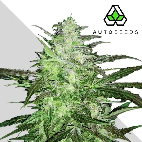 Chemdog van Auto Seeds