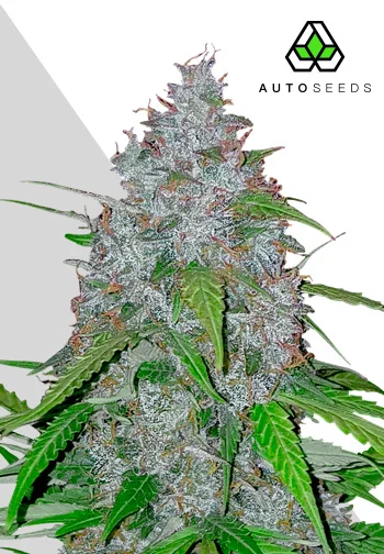 White Widow van Auto Seeds