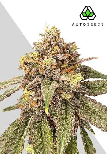 Pink Runtz van Auto Seeds