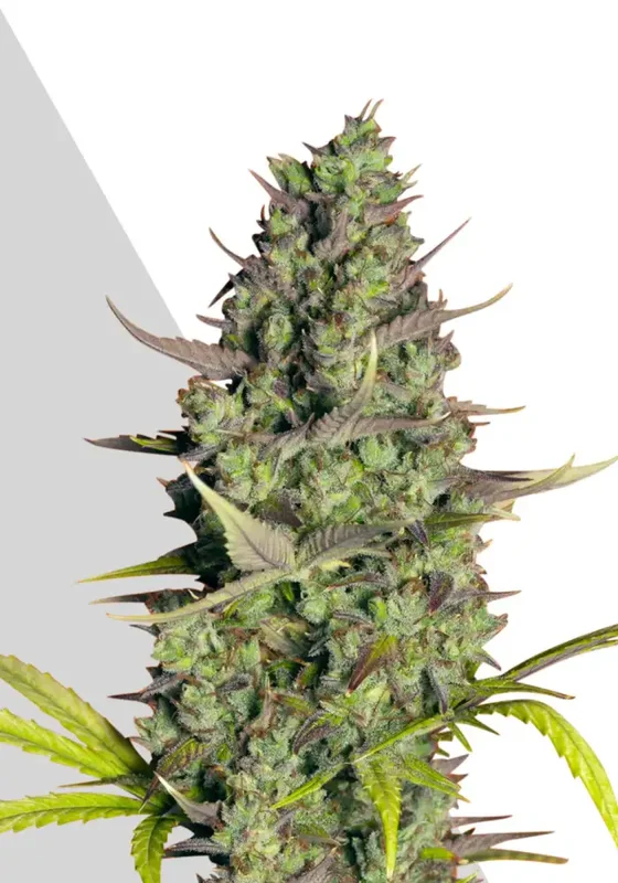 Wedding Cake van Auto Seeds