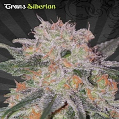 Trans Siberian van Auto Seeds