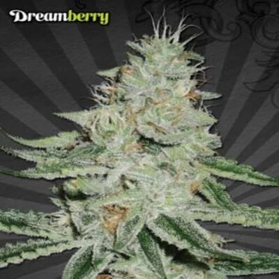 Dreamberry van Auto Seeds