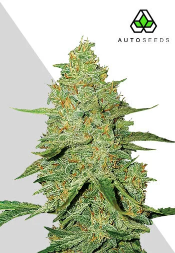 Acapulco Gold van Auto Seeds