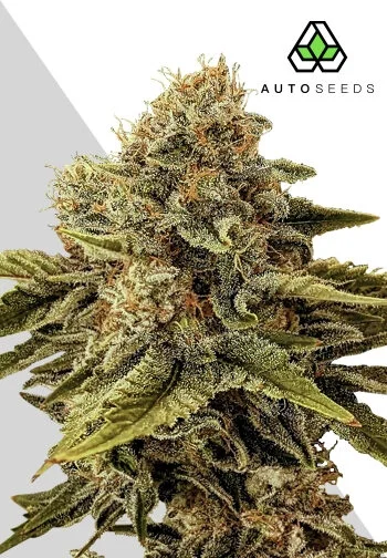Godfather OG van Auto Seeds