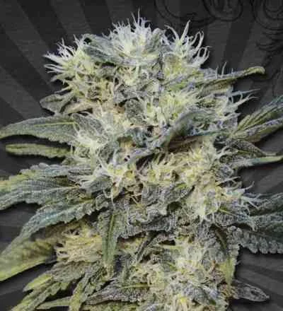 Chemdog van Auto Seeds